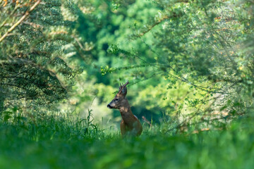 Ein Rehbock in einem grünen Wald