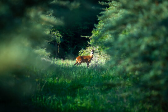 Ein Rehbock in einem gr&uuml;nen Wald