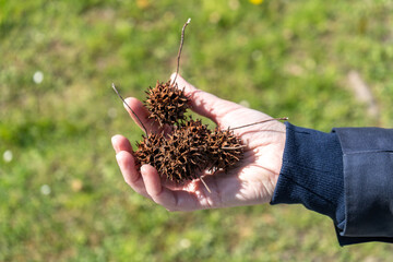 Closeup of a hand holding several spiky seed pods from a Liquidambar styraciflua tree