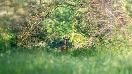 Ein Rehbock in einem grünen Wald