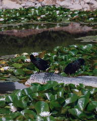 Blooming white water lilies and green leaves on the water on a sunny day. Lotus floating on the pond. Natural beauty of the water garden. Picturesque natural background.