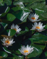 Blooming white water lilies and green leaves on the water on a sunny day. Lotus floating on the pond. Natural beauty of the water garden. Picturesque natural background.