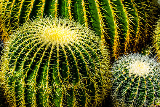 gr&uuml;ner Schwiegermuttersitz Kroenleinia grusonii