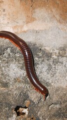 close up photo of a long adult Centipede