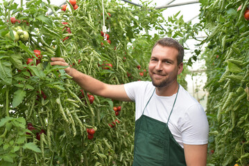 farmer in greenhouse growing and harvesting tires tomatoes for sale