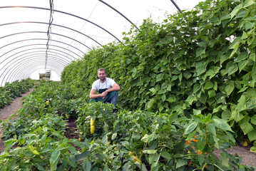 friendly worker in the greenhouse growing and harvesting vegetables in the greenhouse