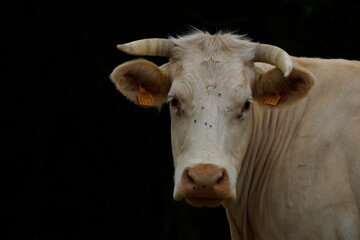 Cow watches intently as the shepherd approaches