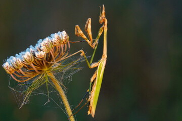 Empusa pennata, mantis waiting for its prey perched on a flower