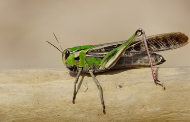 Migratory grasshopper resting on a beach in Catalonia
