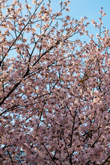 Close up of a cherry blossom tree with pink flowers and blue sky
