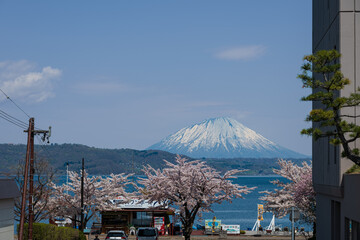 
桜咲く洞爺湖畔から残雪の羊蹄山を望む
