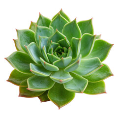 Fototapeta premium A succulent plant with rosette-shaped leaves in varying shades of green. cut out. transparent background