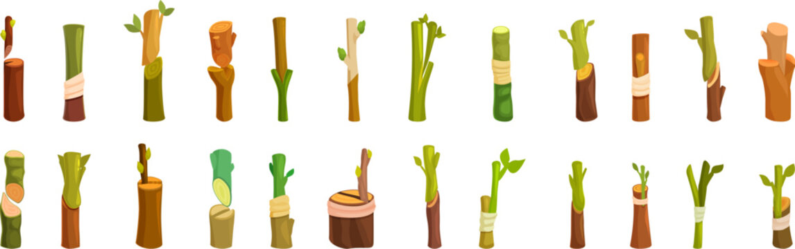 Plant grafting icons set. Grafting process showing different stages of plant propagation technique, using scions and rootstocks for horticulture and agriculture