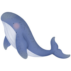 Whales, blue whale. Ocean life.