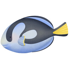 Fish in the sea. Blue tang fish.