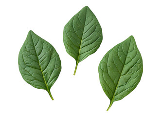 Fototapeta premium Three Vibrant Green Spinach Leaves