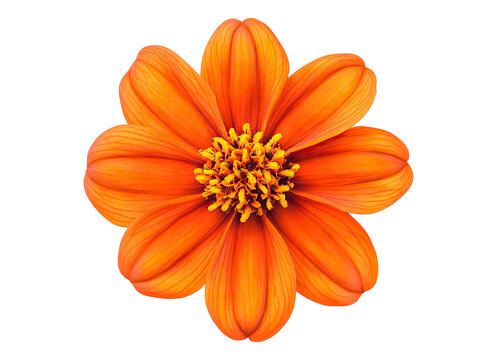 Tithonia Flower