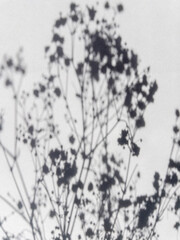 Botanical Shadow on White Wall Minimalist Natural Background