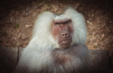 A male Hamadryas baboon