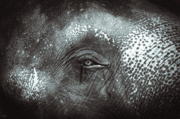 Elephant in the zoo crying
