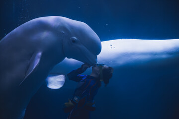 Naklejka premium Beluga whales imprisoned in an aquarium, filmed in Dalian, China, animal performance 