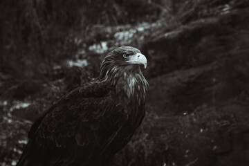 Wild raptor golden eagle

