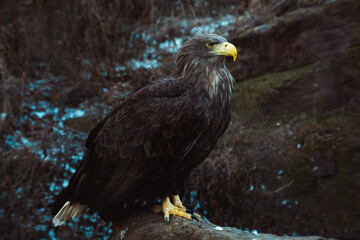Wild raptor golden eagle

