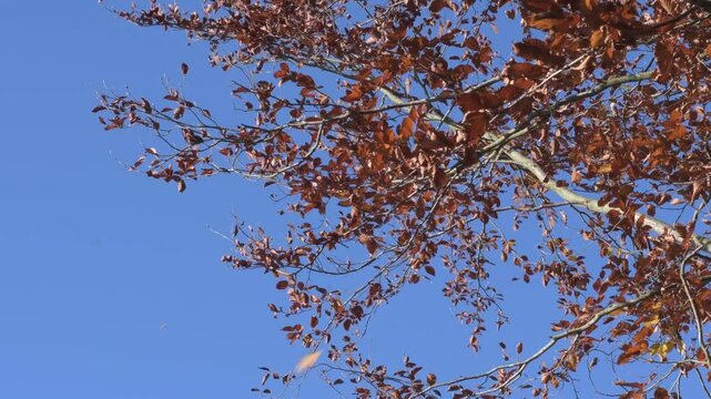 Bronze beech tree leaves blowing and falling in the autumn wind with bright blue sky