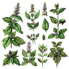 Naklejka premium Basil Floral Collection, Watercolor Style.