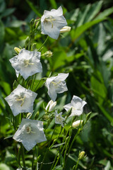 Delicate white bell flowers, belonging to the Campanula family, set against lush green background. Blooms appear fresh with dewdrops, adding serene and natural charm. Nature concept for design