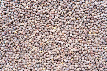 Close-up of Fresh and Raw Chickpeas/ Garbanzo beans Photography 