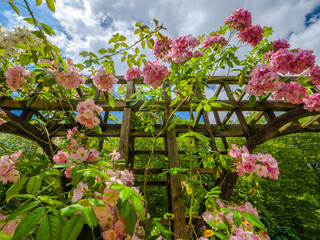 Pink trailing roses adorning a pergola in St Fagans Gardens (Cardiff, Wales, United Kingdom)