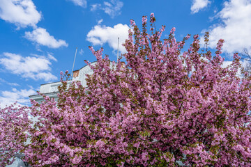 Sakura flowers . Spring sakura trees with pink flowers. 