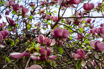 Pink magnolia. Blossom. Flower on a bunch. Magnolia of gardens on a dark background 