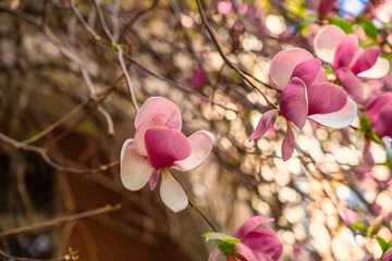 Pink magnolia. Blossom. Flower on a bunch. Magnolia of gardens on a dark background 