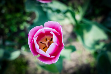 Tulips in the garden,close-up with bright colorful tulips, illuminated by the spring sun. 
