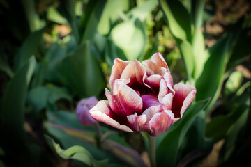 Tulips in the garden,close-up with bright colorful tulips, illuminated by the spring sun. 