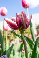Tulips in the garden,close-up with bright colorful tulips, illuminated by the spring sun. 