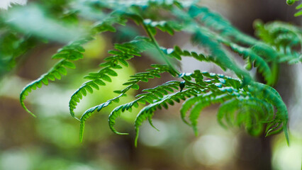 Feuilles de fougère vertes