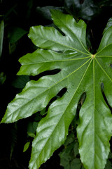 ヤツデの葉