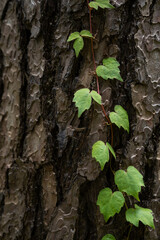 ツタの生えた樹皮