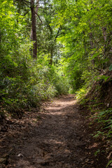 木陰の自然歩道