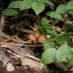 日陰に生えたキノコ