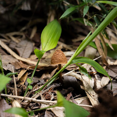 日陰に生えたキノコ