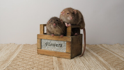A large brown rat in a wooden box.