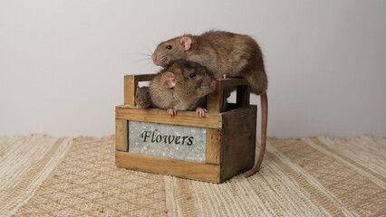 A large brown rat in a wooden box.