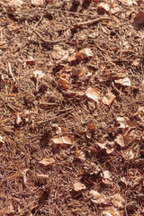 Organic patterns of plant life, raw ecological textures of Finnish nature in fall - a rich autumn palette of earthy tones. The beauty of the Nordic forest wilderness as a serene seasonal background