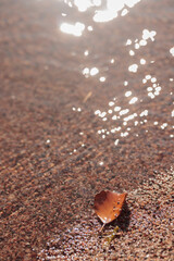 Close-up of wet sand on a beach, raw ecological textures of Finnish nature in fall - a rich autumn palette of earthy tones. The beauty of the Nordic forest wilderness as a serene seasonal background