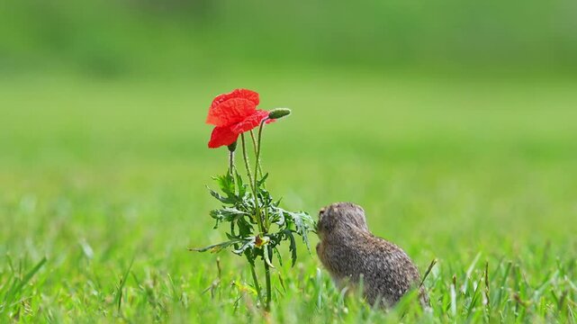 A ground squirrel stands upright in a green meadow, gently reaching toward a vibrant red poppy flower. The scene captures a moment of interaction between wildlife and nature in a soft-focus background