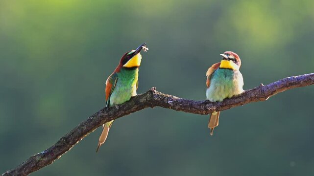 Two vividly colored bee-eaters perched on a branch engage in food-sharing behavior, with one bird passing an insect to the other.